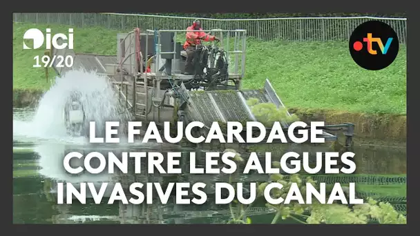 Le faucardage : une opération contre les algues invasives dans le canal de Saint-Quentin