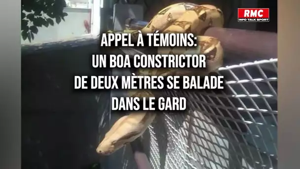 Appel à témoins: un boa constrictor de deux mètres se balade dans le Gard