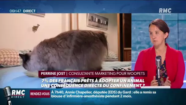 7% des français sont prêts à adopter un animal de compagnie