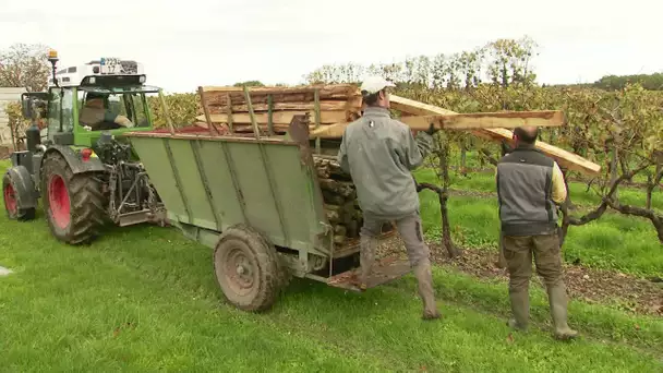 Emploi : le secteur viticole lance une campagne de recrutement pour assurer les travaux d'hiver