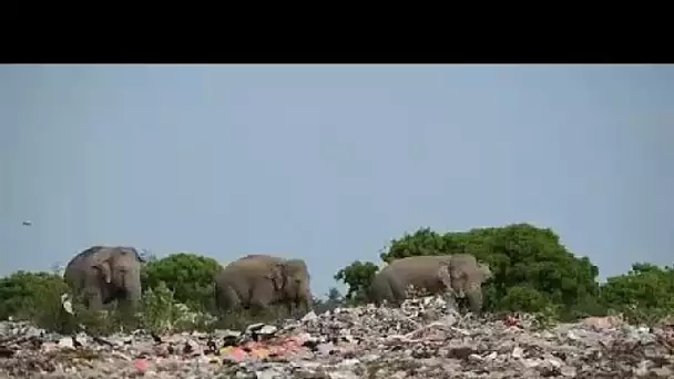 Sri Lanka : des éléphants et des cerfs victimes du plastique