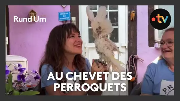 Une association au chevet des perroquets