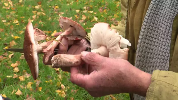 Champignons : attention aux applications de reconnaissance