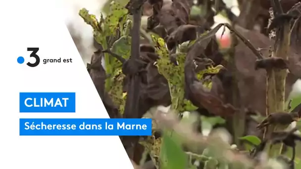 Climat : sécheresse dans la Marne