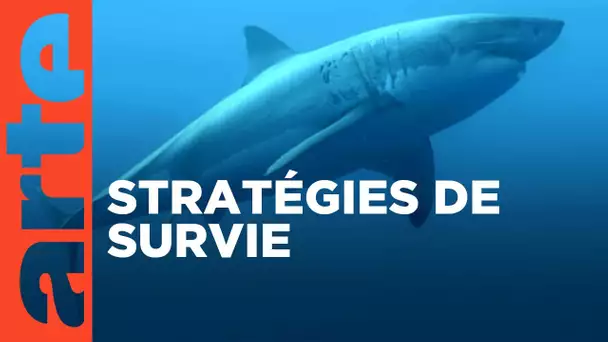 Survivre aux catastrophes : les stratégies de la nature | ARTE