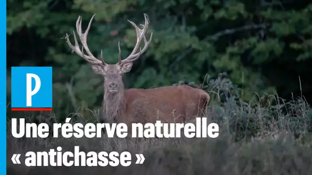 Vercors : le rachat d'une réserve naturelle par une ONG écolo irrite les chasseurs