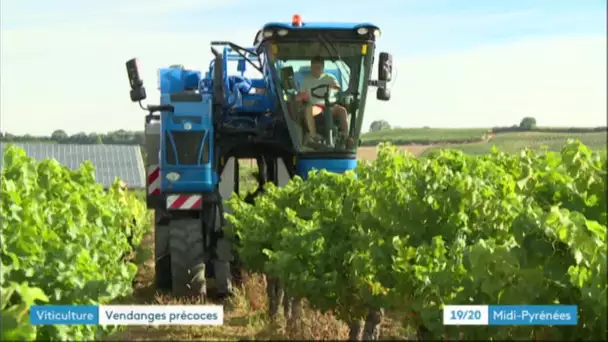 Vendanges précoces : on récolte avec 3 semaines d'avance dans le Tarn