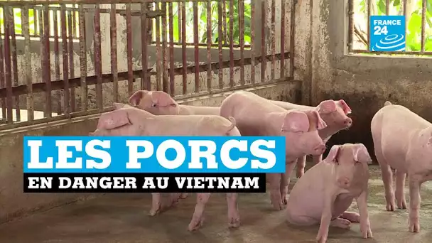 La peste porcine continue de faire des ravages au Vietnam