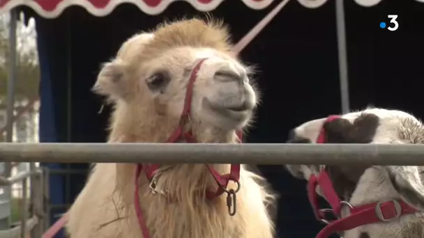 La mairie de Narbonne refuse et dénonce l'installation illégale du cirque de Venise avec ses animaux