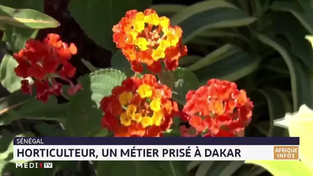 Sénégal : Horticulteur, un métier prisé à Dakar