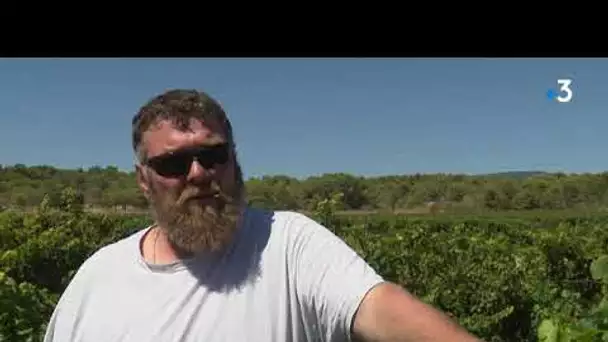 Des escargots parasites sur le raisin des vignes du Minervois