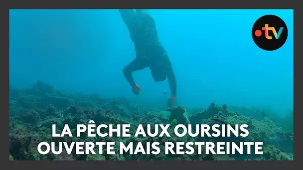 Ouverture de la pêche aux oursins en Paca