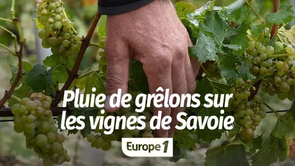 Pluie de grêlons sur les vignes de Savoie : "Moi qui ait 40 ans, je n'avais jamais vu ce niveau d…