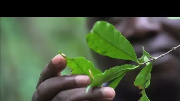 En Sierra Leone, la découverte d'un nouveau café suscite espoirs et convoitises • FRANCE 24