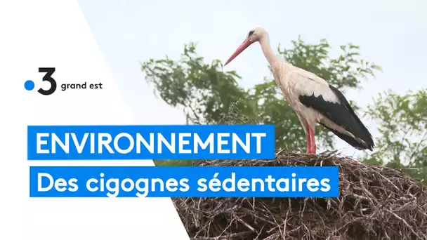 Environnement : des cigognes toujours plus sédentarisées