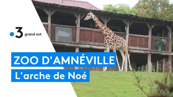 Les coulisses du zoo d'Amnéville : la protection des animaux