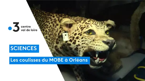 Orléans : dans les coulisses du MOBE, le muséum d'histoire naturelle