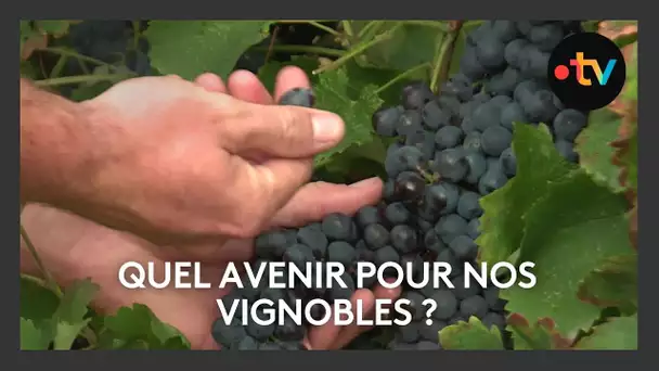 Les vins rouges en crise dans le Vaucluse