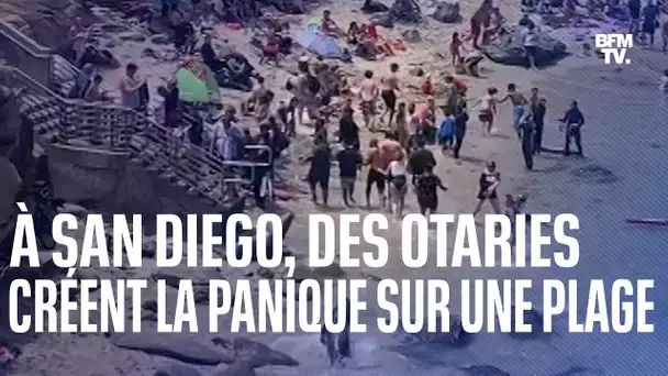 À San Diego, des otaries créent la panique sur une plage