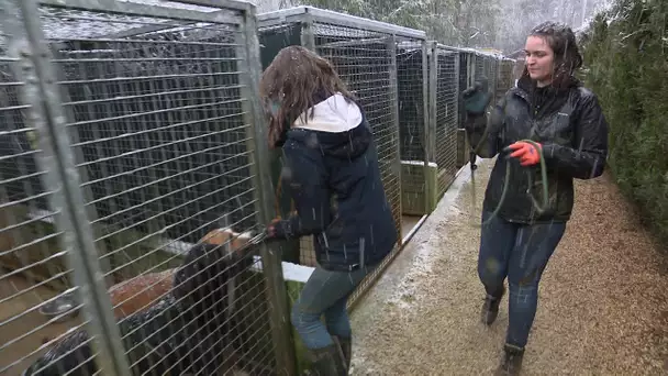 À 22 et 24 ans, elles gèrent le plus grand refuge SPA de Haute-Saône