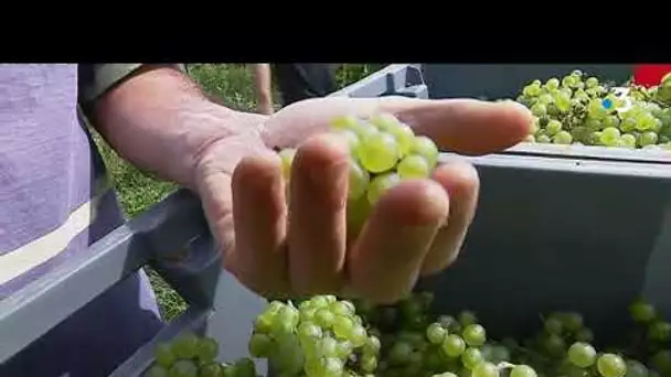 VIDÉO. Les vendanges ont débuté dans le Jura !