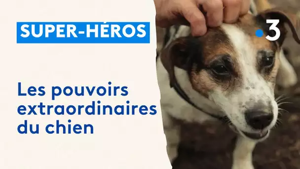 Les pouvoirs extraordinaires du chien