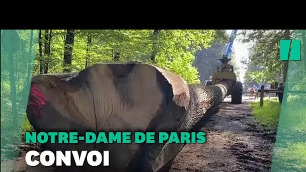 Ces chênes vont devenir la flêche de Notre-Dame-de-Paris