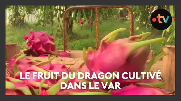 Le fruit du dragon cultivé dans le Var