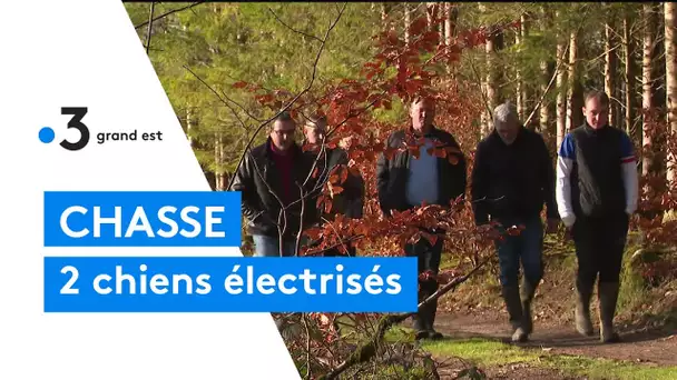 Chasse : deux chiens électrocutés par une ligne électrique tombée au sol