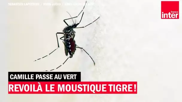 Revoilà le moustique tigre ! - Camille Passe au Vert