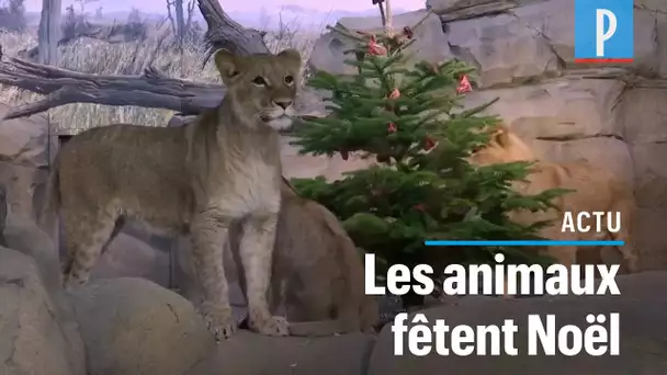 A Berlin, des sapins de Noël décorés avec des aliments réjouissent les animaux