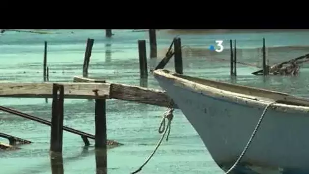 Sète: L'étang de Thau possède une eau de qualité selon Ifremer