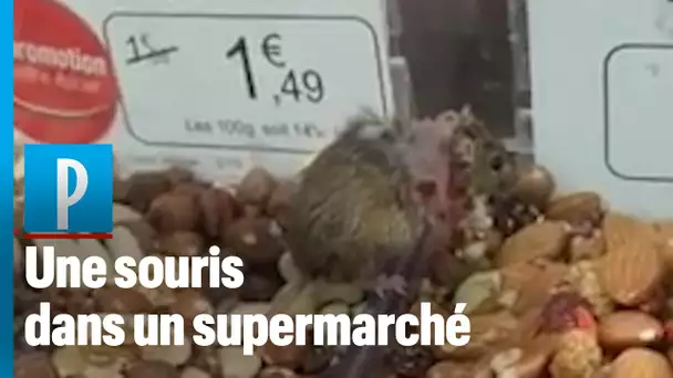 Une souris dans un étal de supermarché Grand Frais