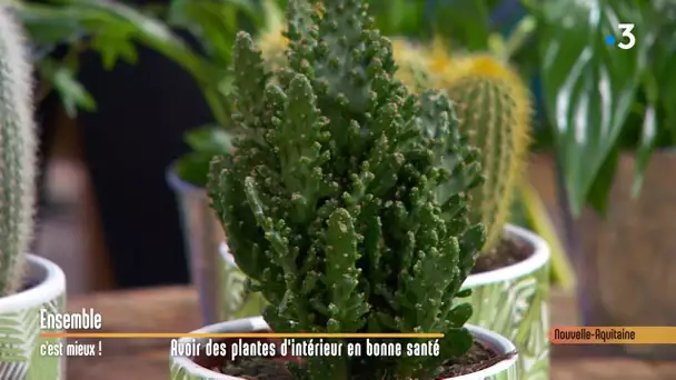 Les plantes d' intérieur -  Ensemble C'est Mieux -  09/01/2020