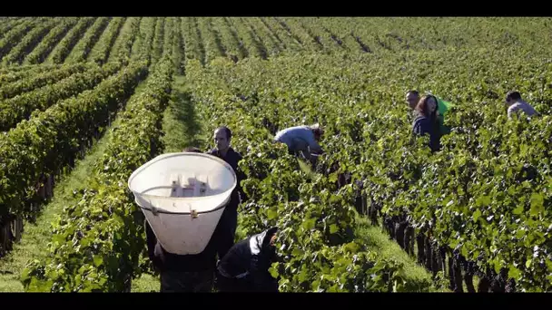 Une start-up a trouvé une solution pour remplacer l'utilisation des pesticides sur les vignes