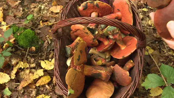 Cueillette des champignons : une année record