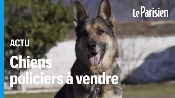 L’Albanie vend aux enchères ses chiens policiers à la retraite