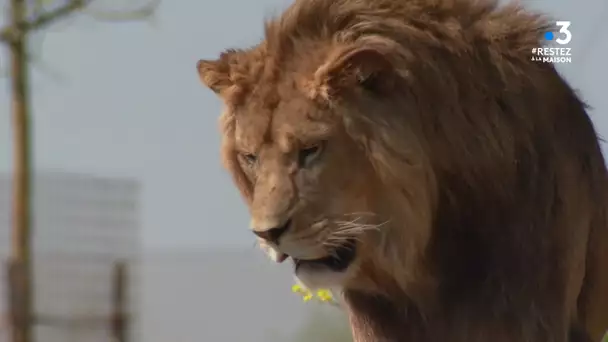 Zoo - Coronavirus : visite au Bioparc de Doué-la-Fontaine à l'heure du confinement