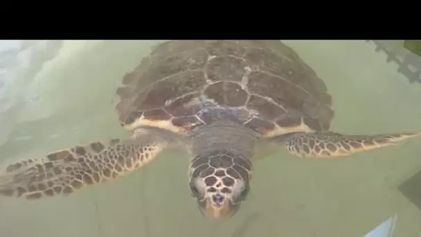 Le réchauffement climatique pousse les tortues à pondre sur les plages de l'Adriatique