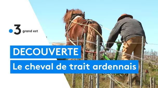 Le retour du cheval de trait ardennais