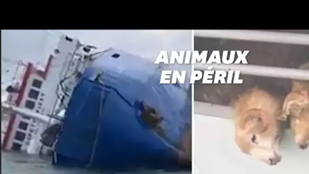 Un bateau s'échoue en mer noire avec 14.000 moutons bloqués à son bord