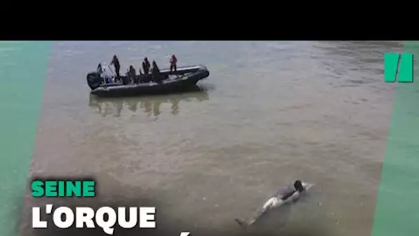 L'orque perdue dans la Seine a été retrouvée morte