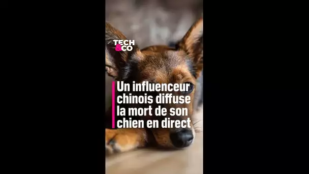 Un influenceur chinois diffuse la mort de son chien en direct