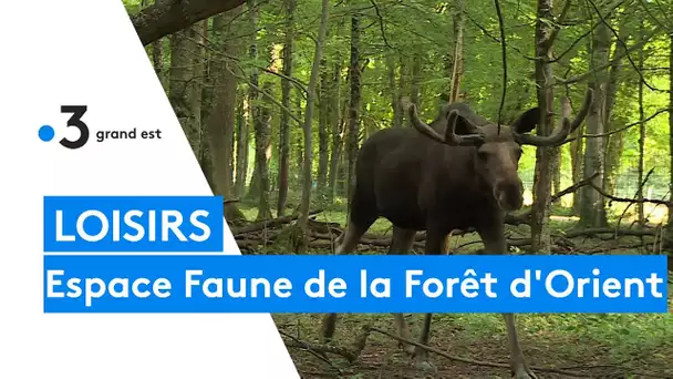 Les espèces protégées de l'Espace Faune de la Forêt d'Orient