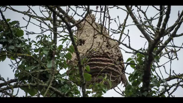 Climat : pourquoi les abeilles produisent-elles moins de miel ?