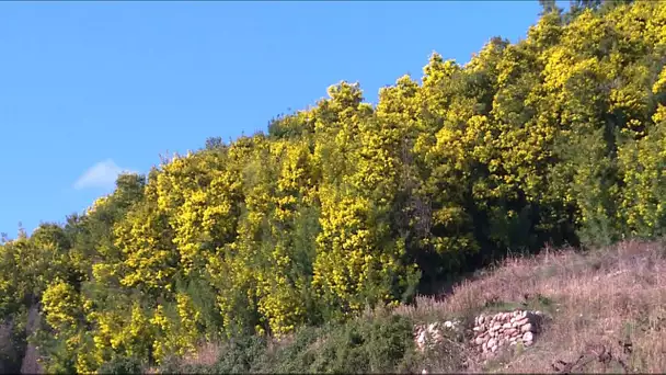 Pyrénées-Orientales : le mimosa de Céret est l'un des plus précoce et odorant