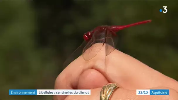 Dans les pas des sentinelles du climat