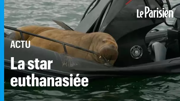 Freya, la morse star du fjord d’Oslo, euthanasiée