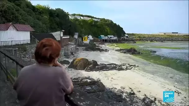 Prolifération d'algues vertes sur les plages bretonnes : méfiance !