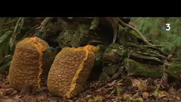 Tarn : c'est la saison des châtaignes, et le temps du ramassages au pied de la Montagne Noire.